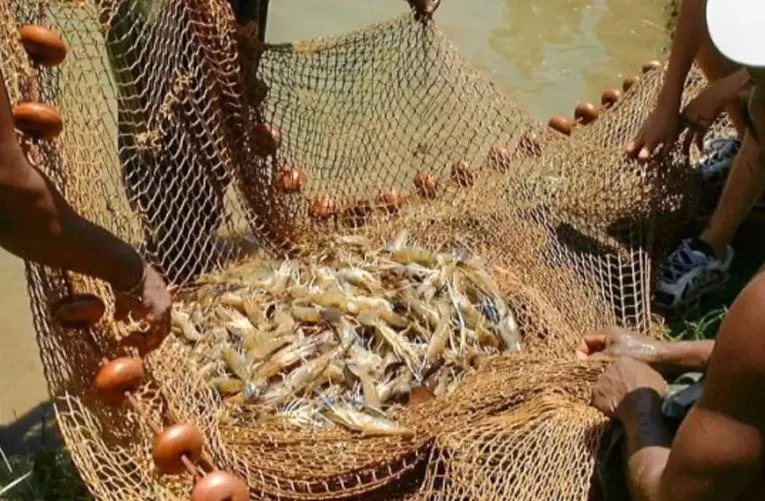 Governo Lula corta seguro defeso de 76 mil pescadores