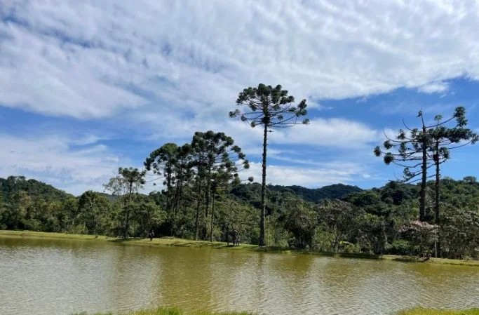 SP: Tarcísio lança programa que paga até R$ 36 mil a produtores para preservar araucária
