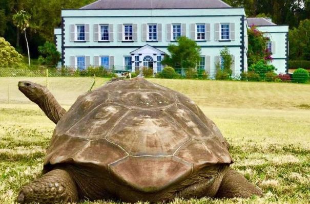 Morre Jonathan, a tartaruga mais velha do mundo, aos 193 anos
